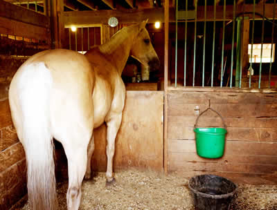 Full Board Horse Care at Turning Leaf Horses in Grafton MA 508 481-1550