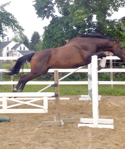 OTTB Horse leasing at Turning Leaf Farm, Lutz, Tampa Fl, 33558